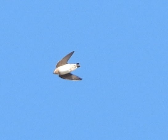 Cave Swallow - ML644660939