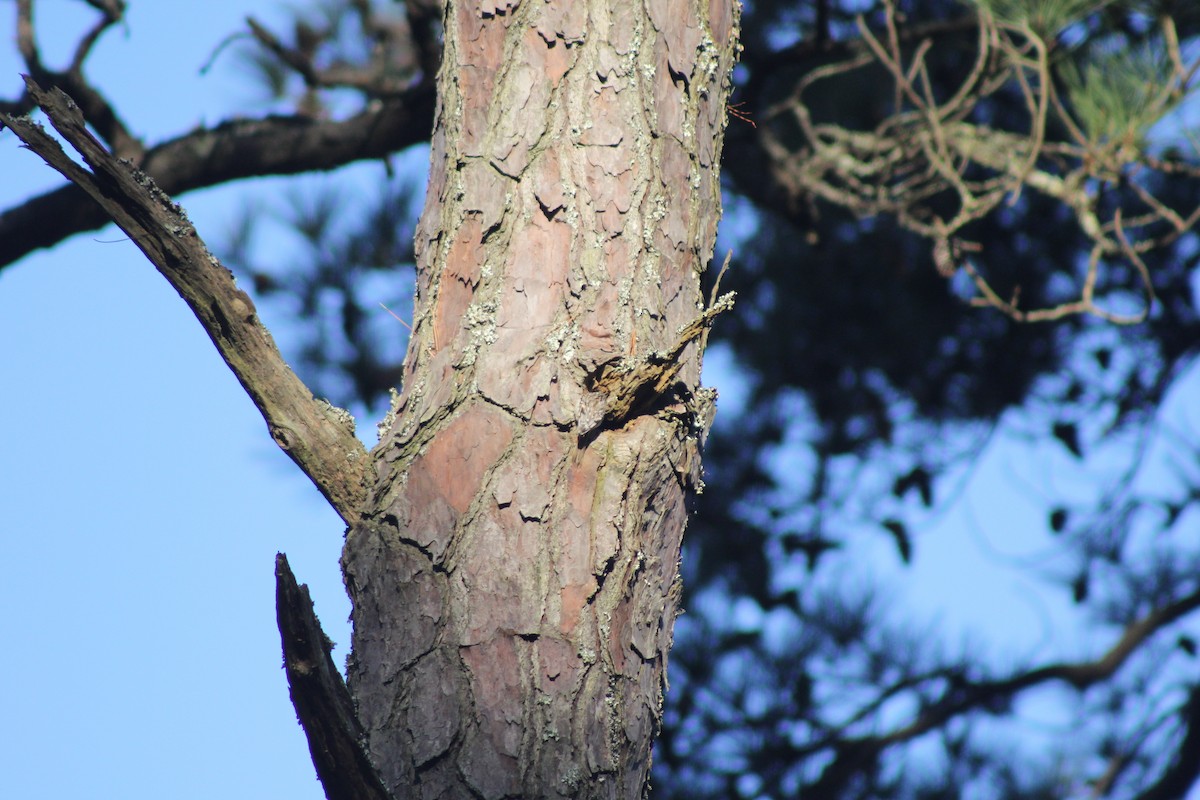 Brown Creeper - ML644660946