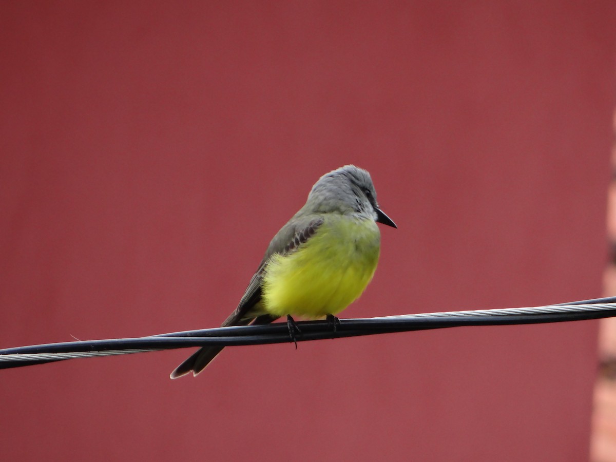 Tropical Kingbird - ML644660949