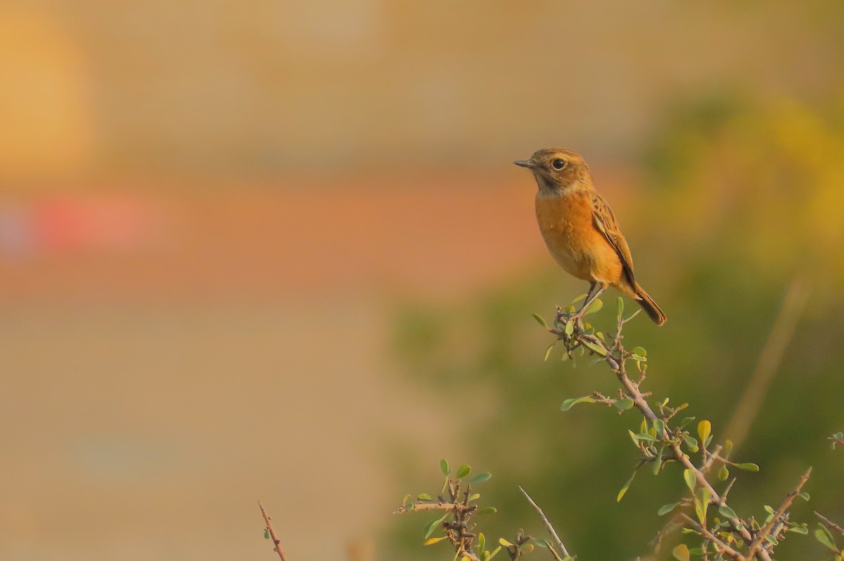 Трав'янка чорноголова - ML644660953