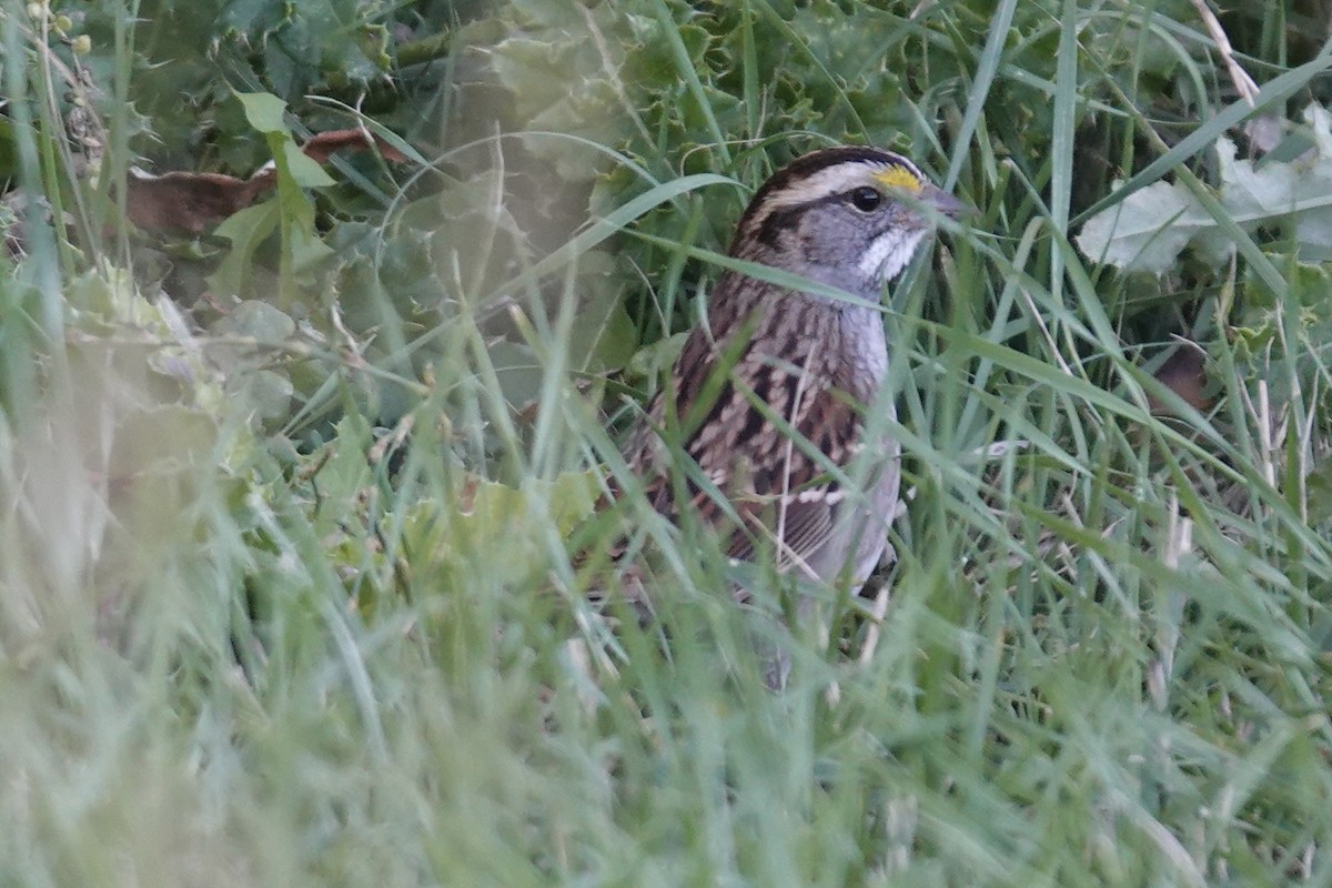 White-throated Sparrow - ML644660954