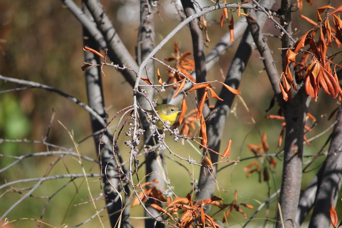 Common Yellowthroat - ML644660957