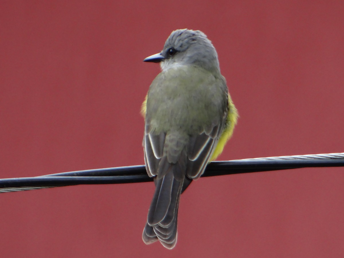 Tropical Kingbird - ML644660965