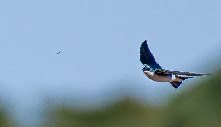 Hirondelle bicolore - ML644660981