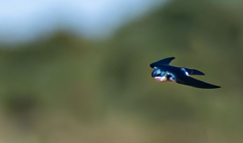 Hirondelle bicolore - ML644660982