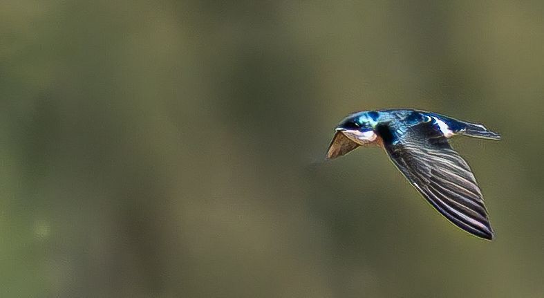 Hirondelle bicolore - ML644660983