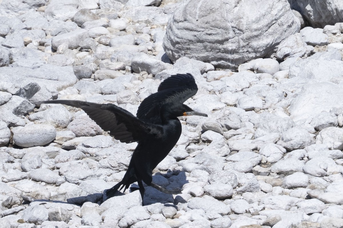 Cape Cormorant - ML644660989