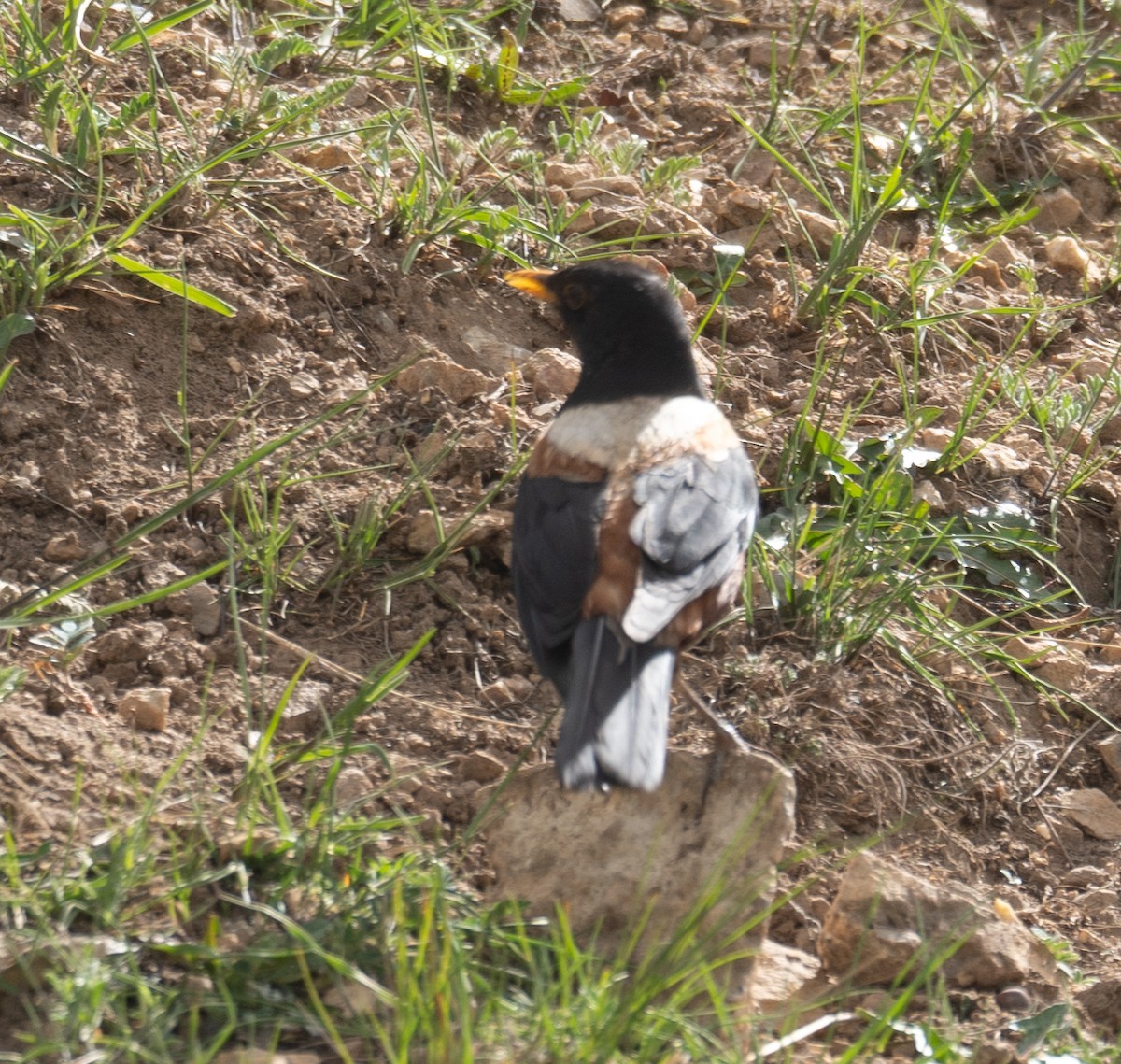 チャイロツグミ - ML644660991