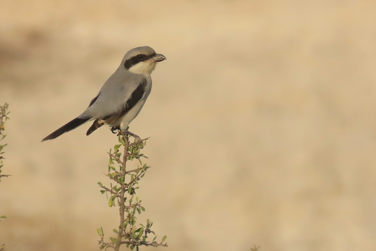 Great Gray Shrike - ML644660998