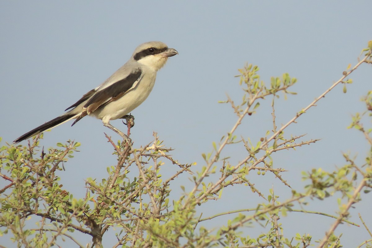 Great Gray Shrike - ML644660999
