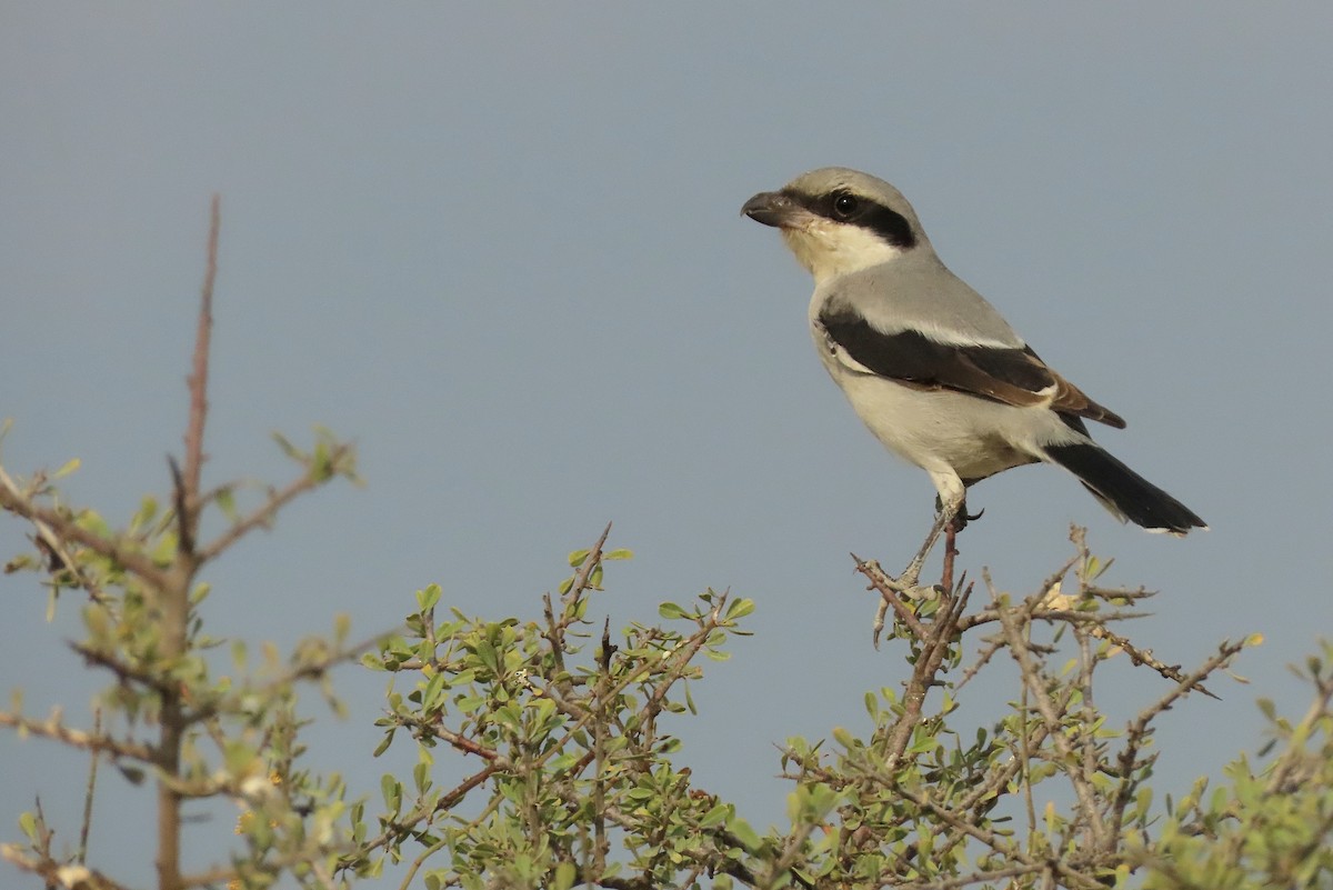 Great Gray Shrike - ML644661001