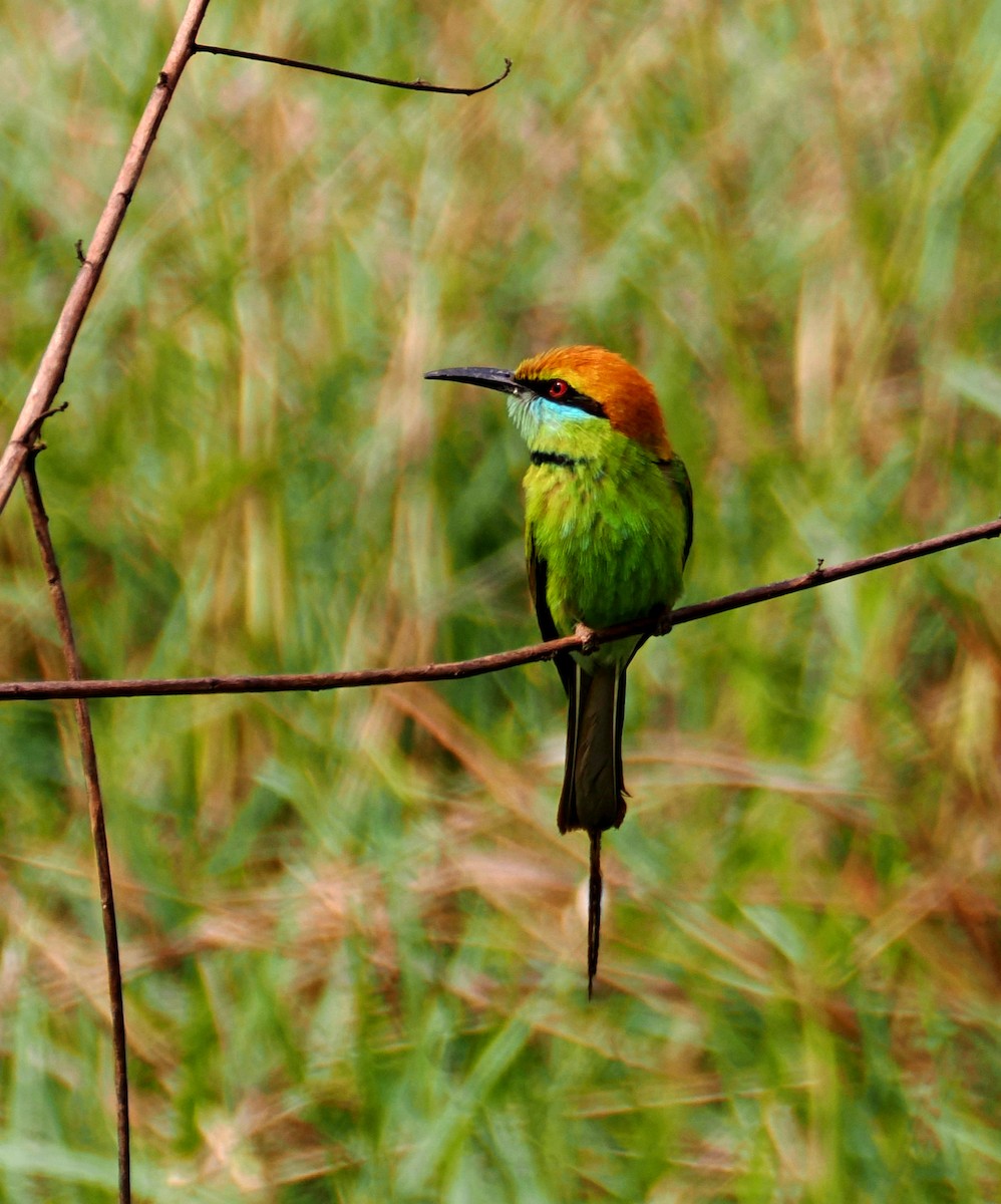 שרקרק חום כיפה - ML644661002