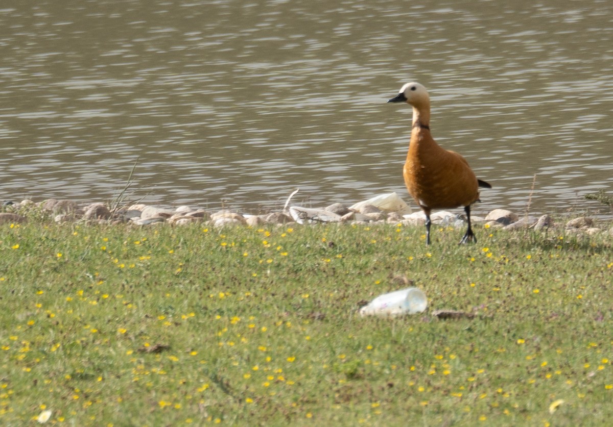 Огарь - ML644661003