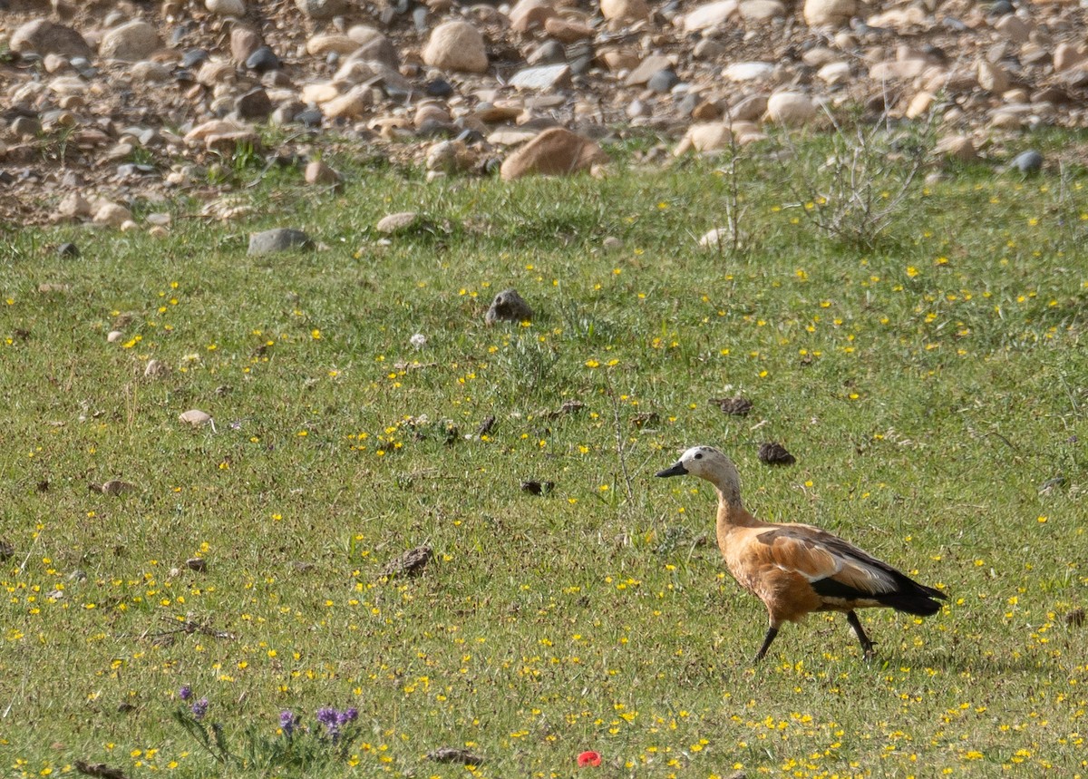 Огарь - ML644661004