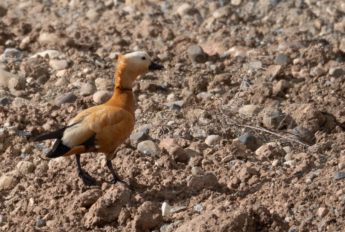 Огарь - ML644661005