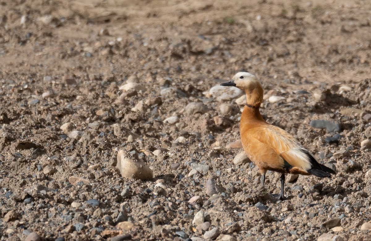 Огарь - ML644661006