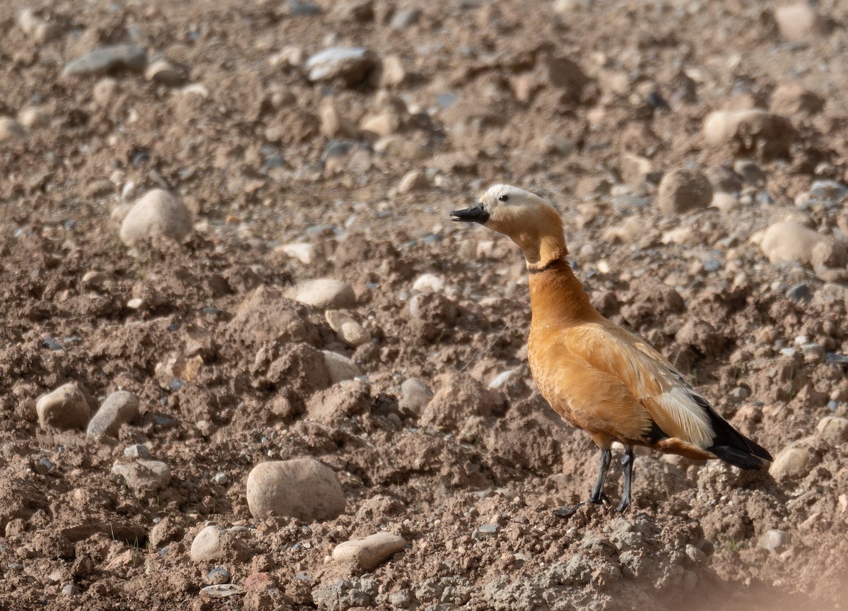 Огарь - ML644661007