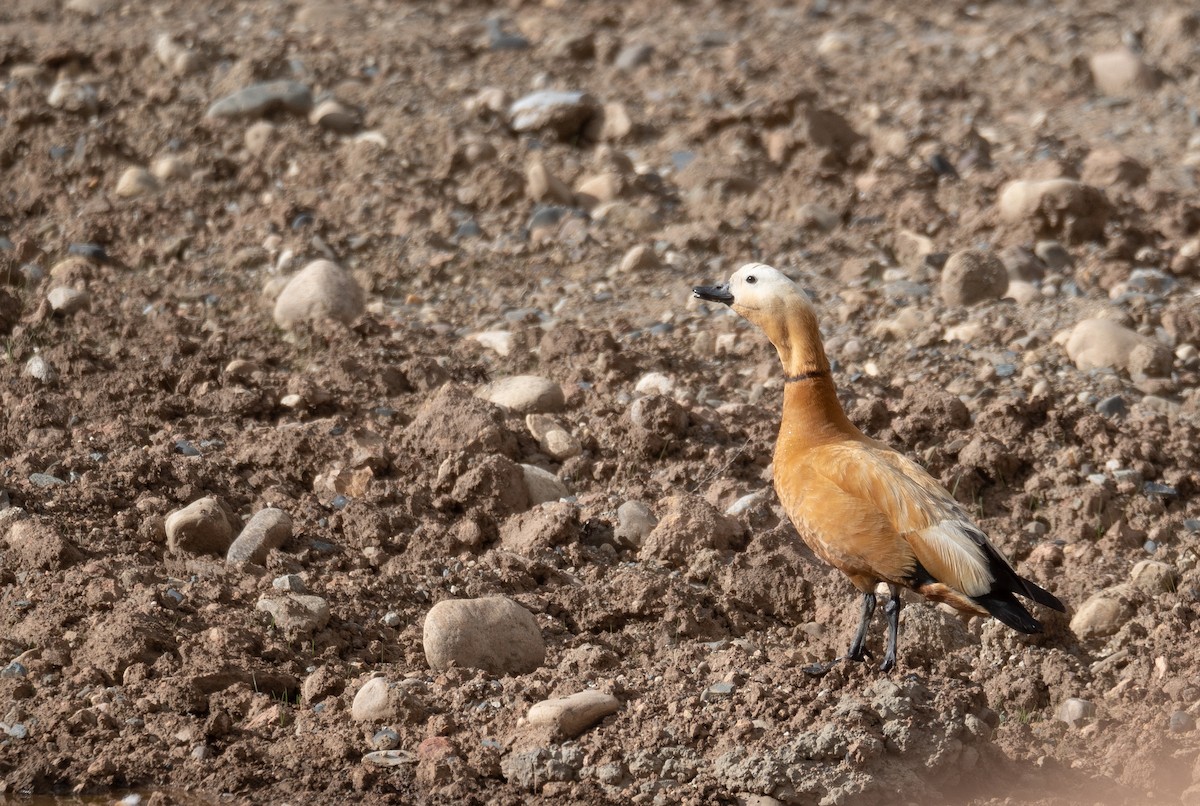 Огарь - ML644661008