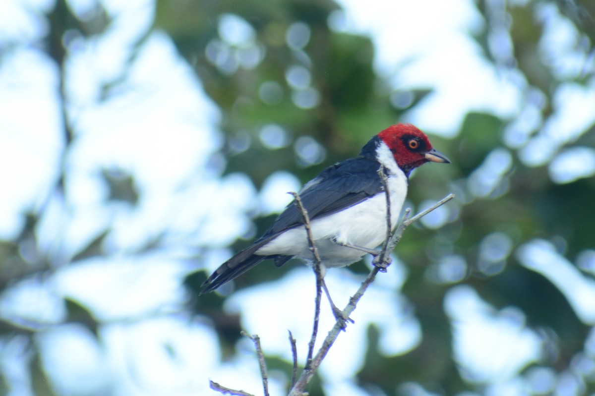 Red-capped Cardinal - ML644661012