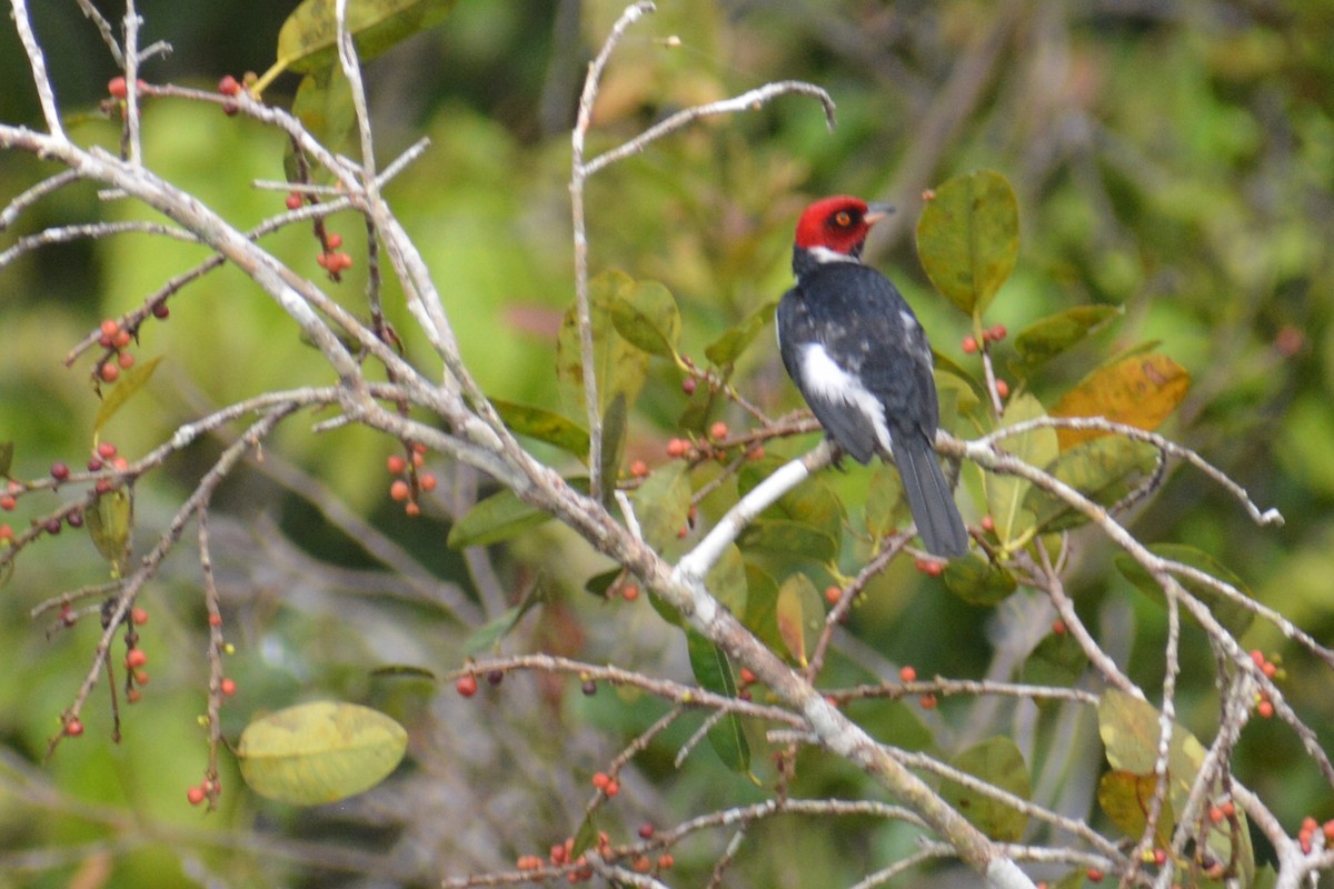 Red-capped Cardinal - ML644661013