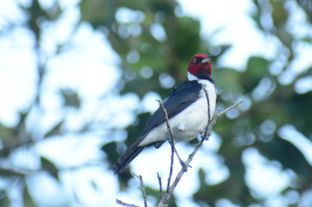 Red-capped Cardinal - ML644661014