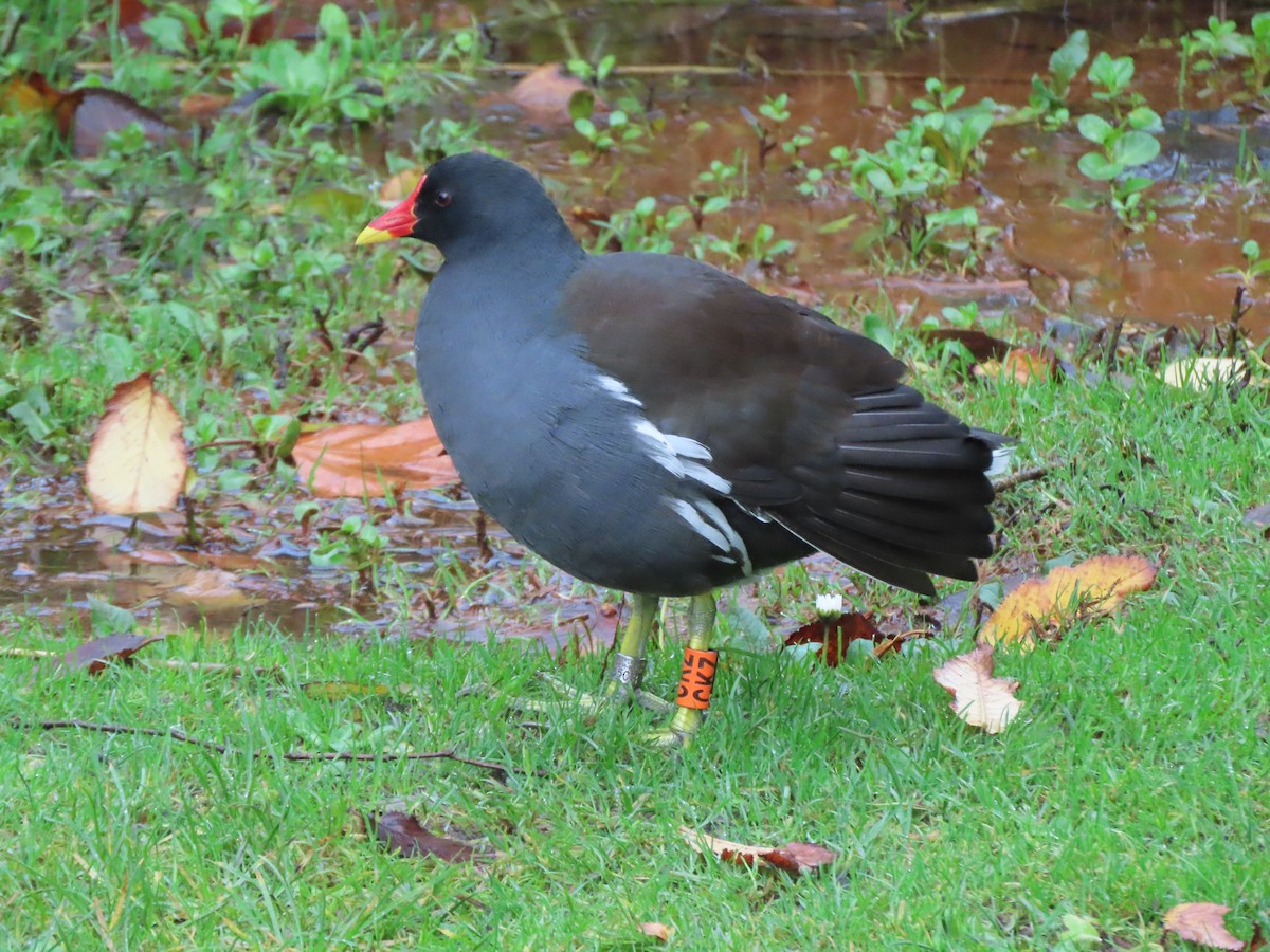 Хажилгат түнжүүр - ML644661015