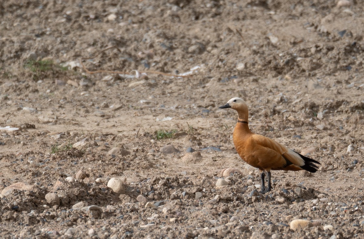 Огарь - ML644661022