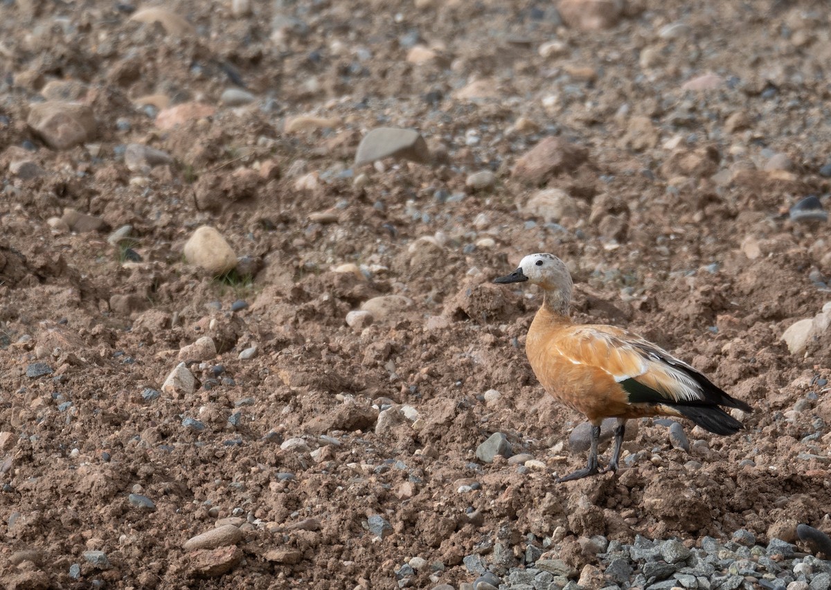 Огарь - ML644661023