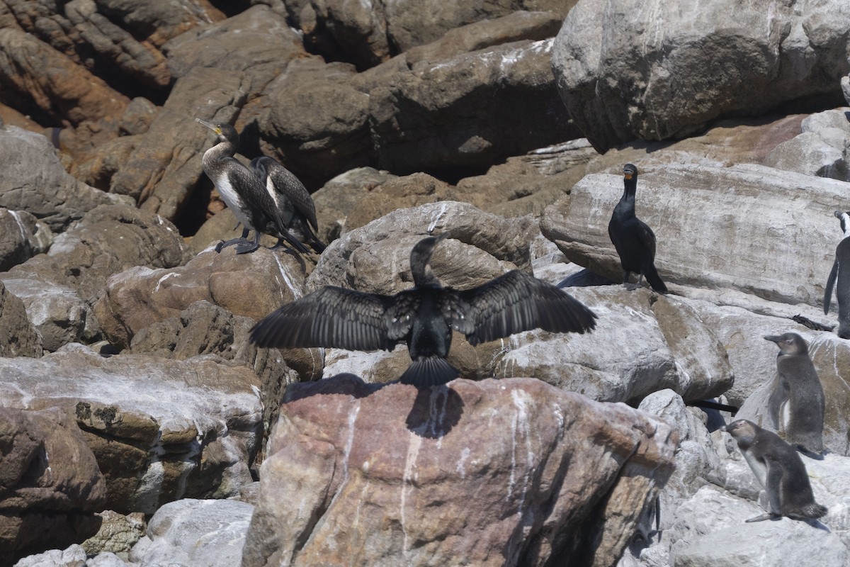 Great Cormorant (White-breasted) - ML644661024