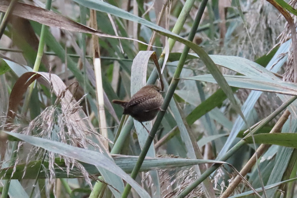 フユミソサザイ - ML644661028