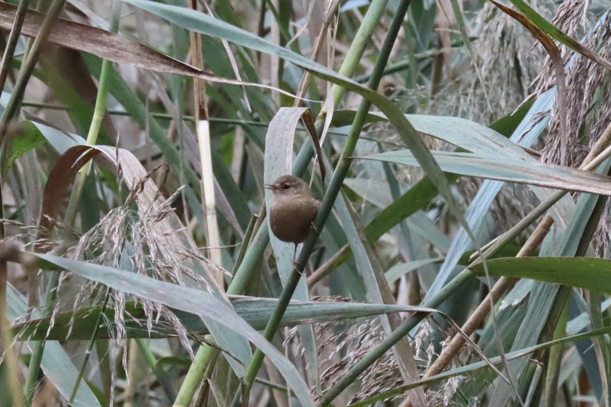 フユミソサザイ - ML644661029