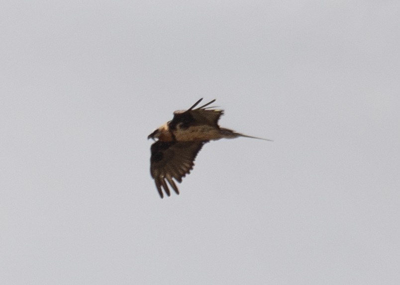 Bearded Vulture - ML644661033