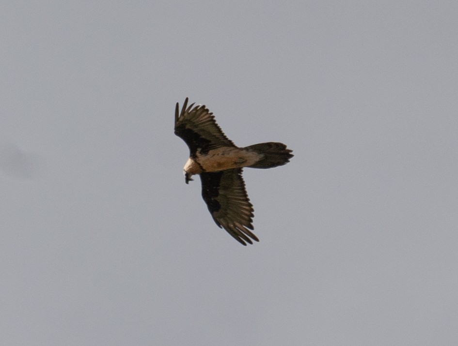 Bearded Vulture - ML644661034