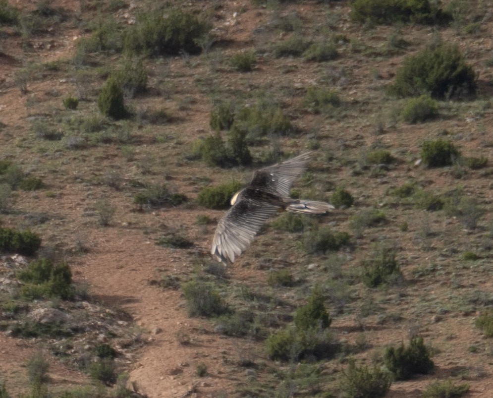 Bearded Vulture - ML644661035