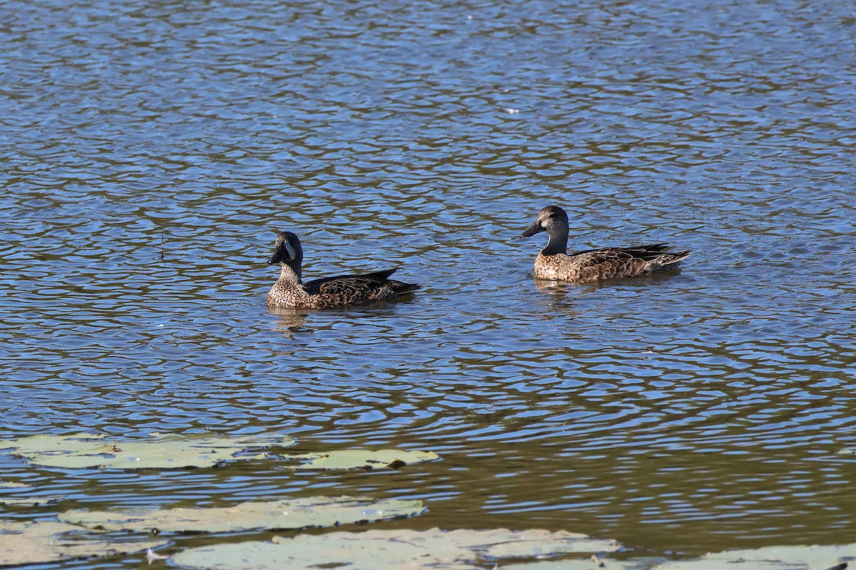Blue-winged Teal - ML644661040