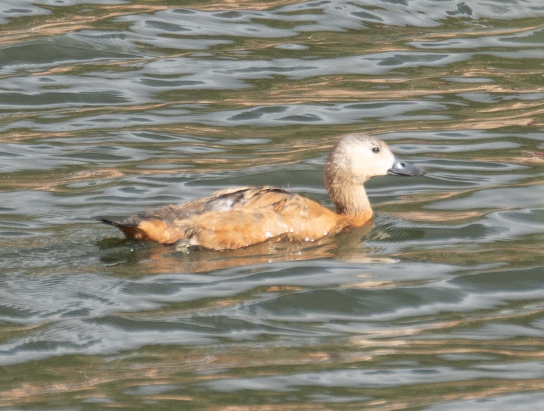 Огарь - ML644661045