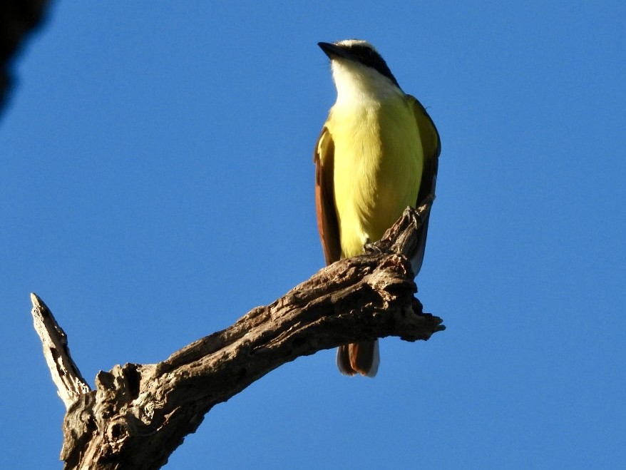 Büyük Kiskadi Tiranı - ML644661046