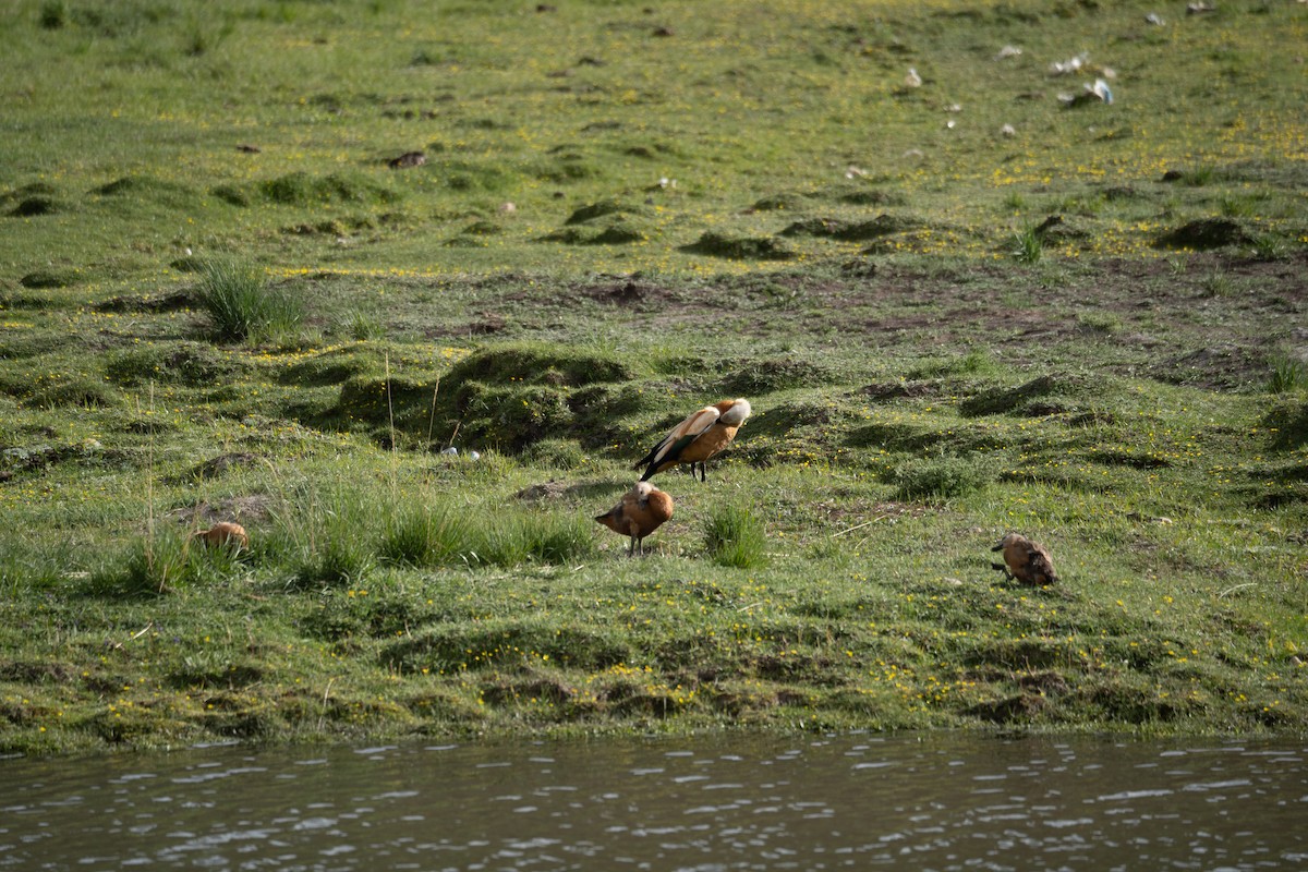 Огарь - ML644661047