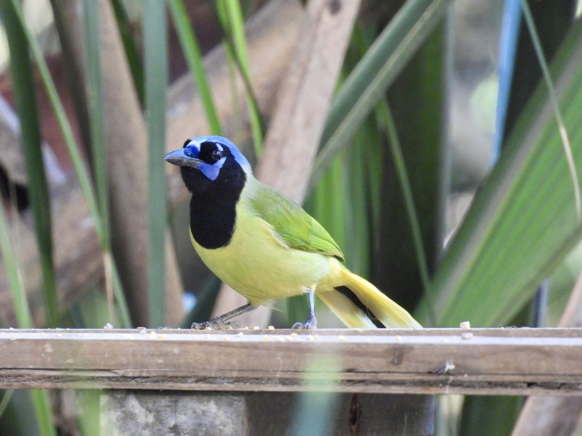 Green Jay - ML644661050