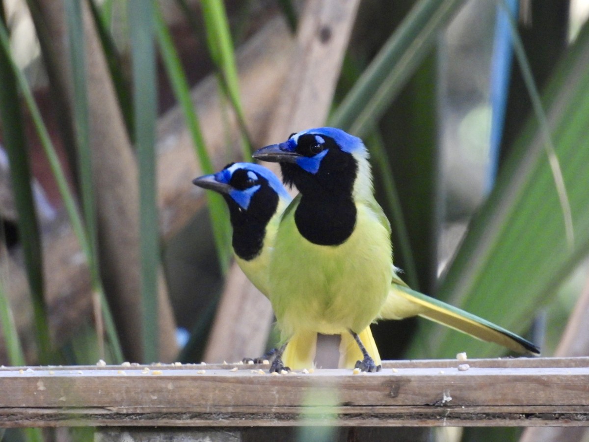 Green Jay - ML644661051