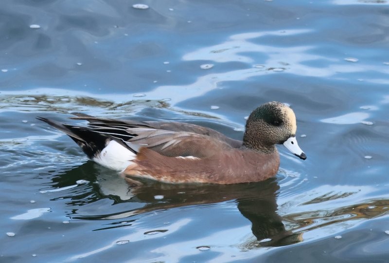 Свищ американський - ML644661069