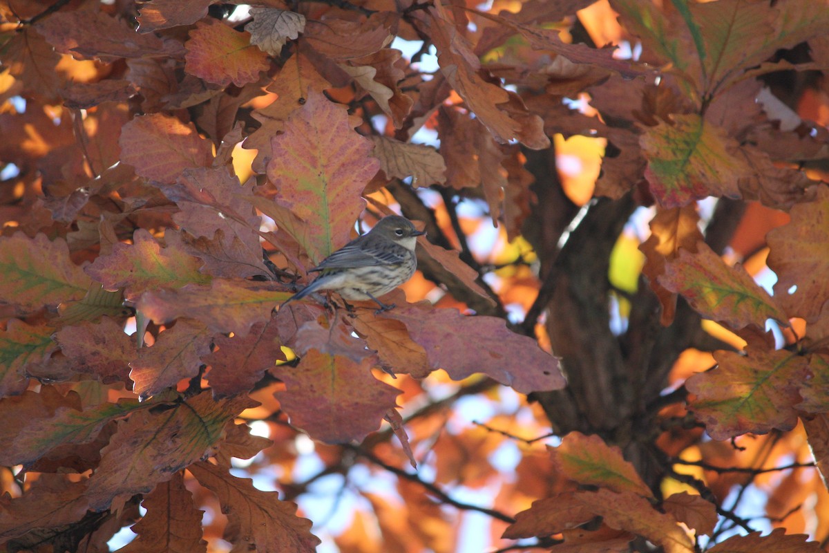 Yellow-rumped Warbler - ML644661072