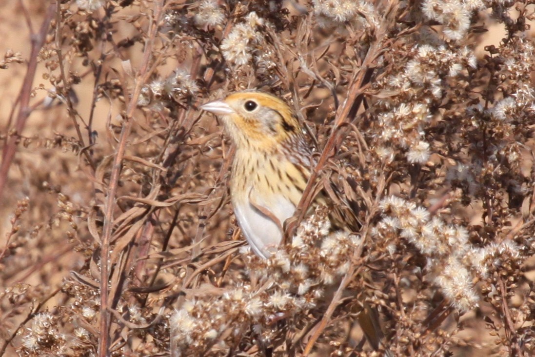 LeConte's Sparrow - ML644661081