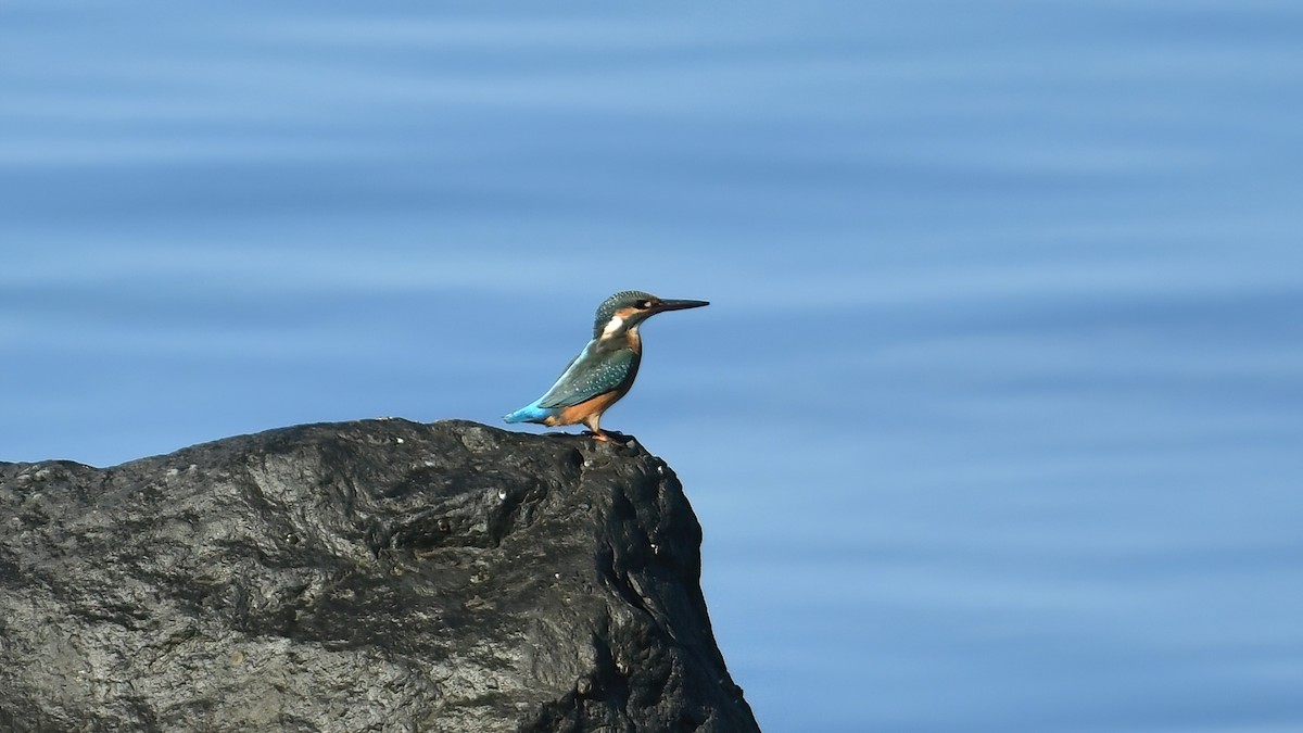 ledňáček říční - ML644661100