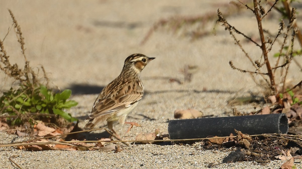 skřivan lesní - ML644661105