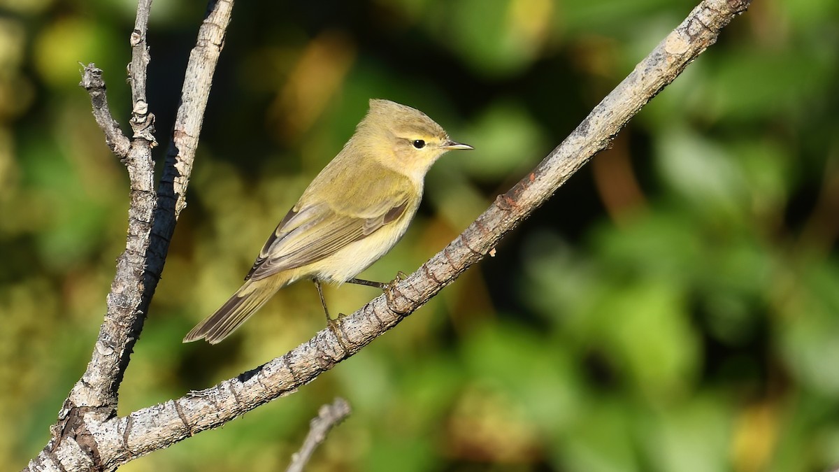 Mosquitero Común - ML644661122