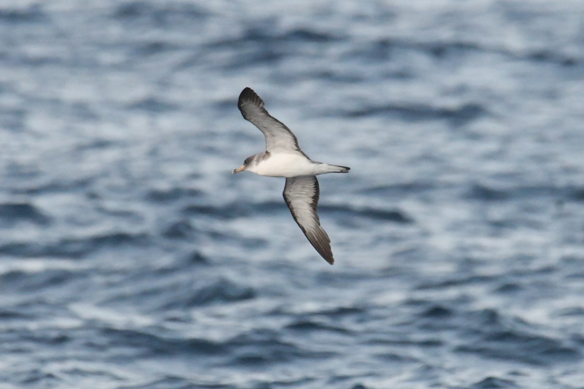 Cory's Shearwater - ML644661131