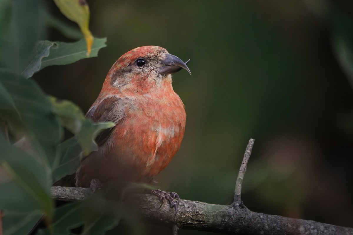 Red Crossbill - ML644661151