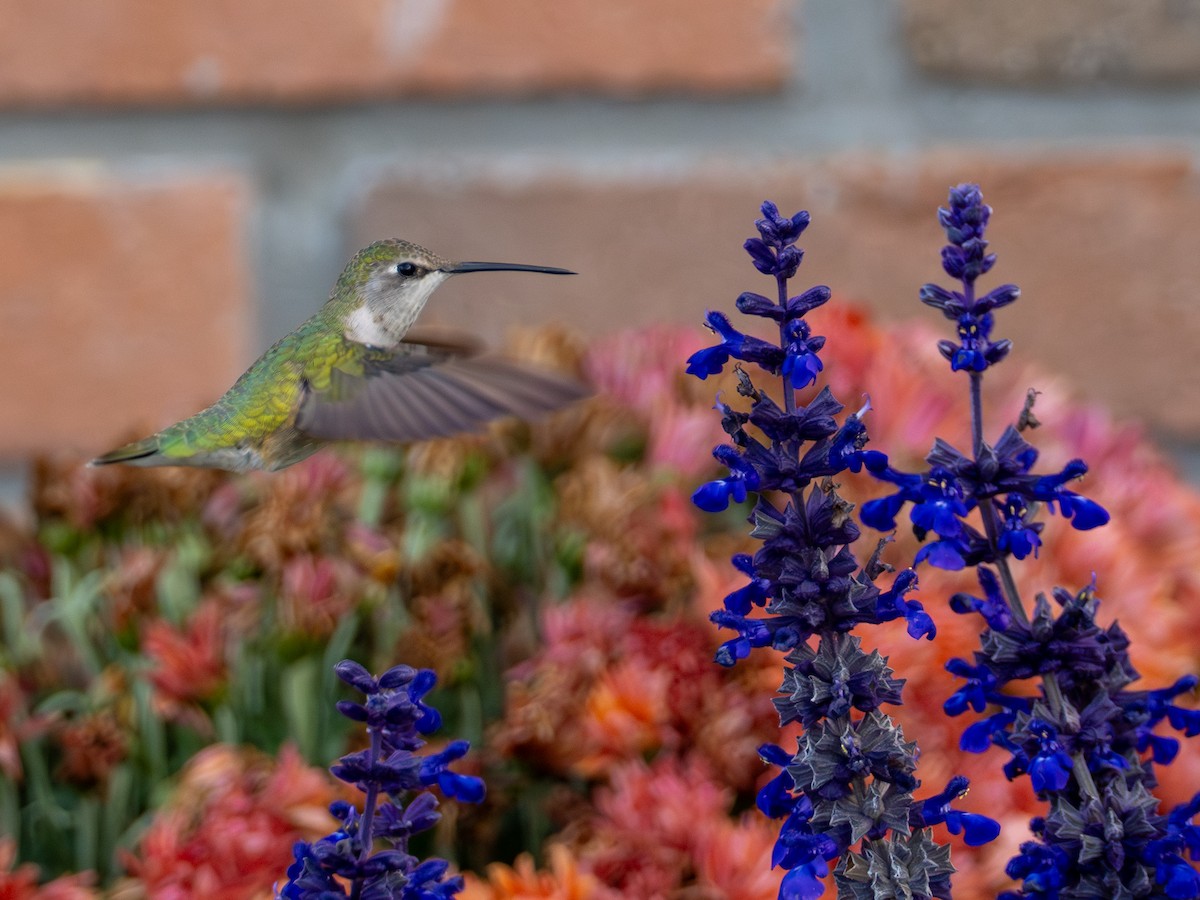 Black-chinned Hummingbird - ML644661152