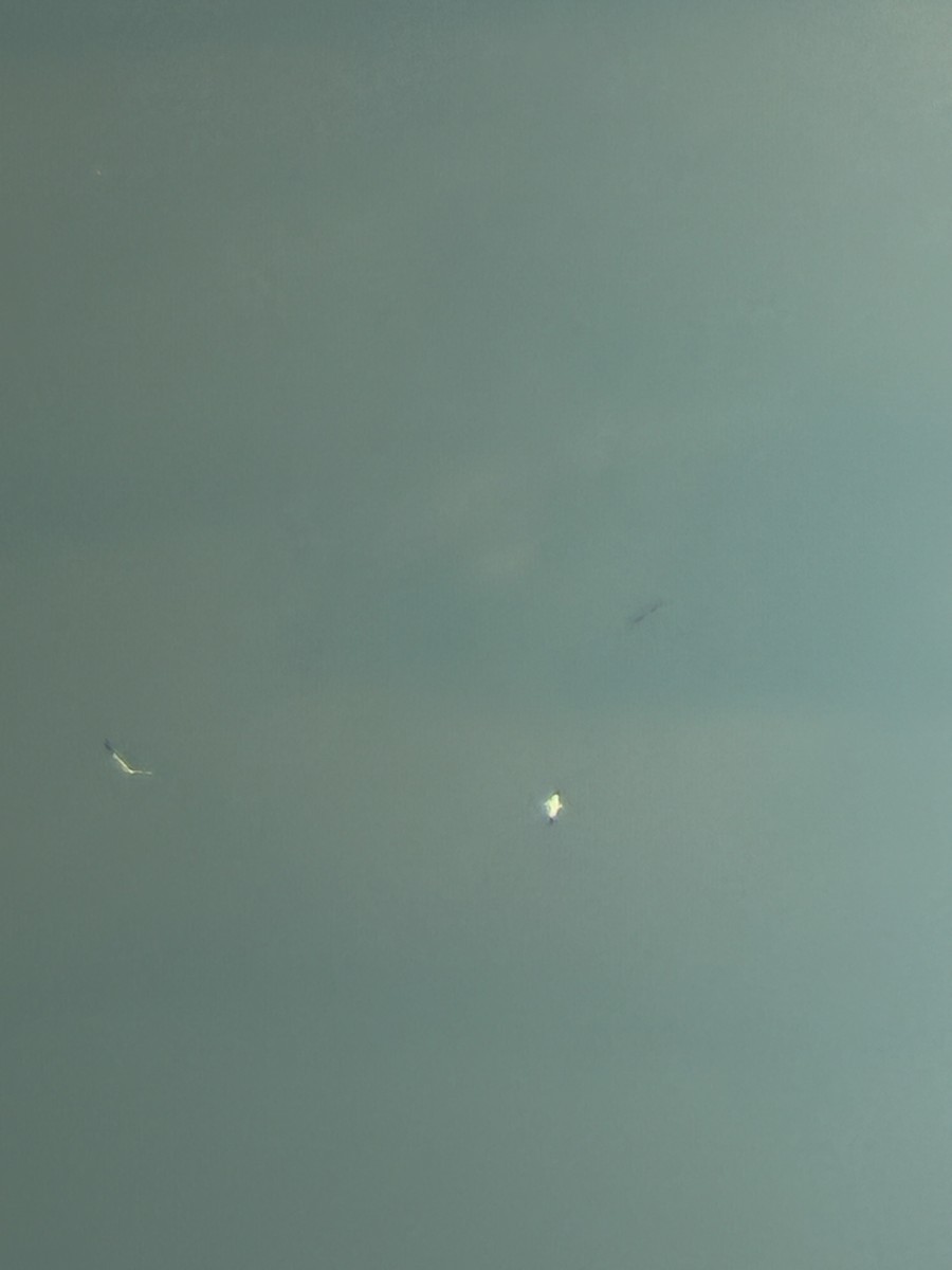 havsule - ML644661162